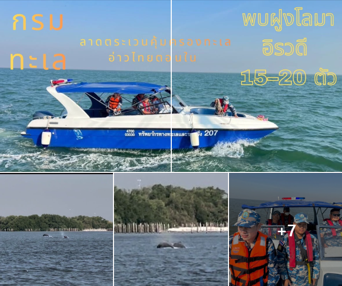 กรมทะเล ลาดตระเวนคุ้มครองทะเลอ่าวไทยตอนใน พบฝูงโลมาอิรวดี 15–20 ตัว