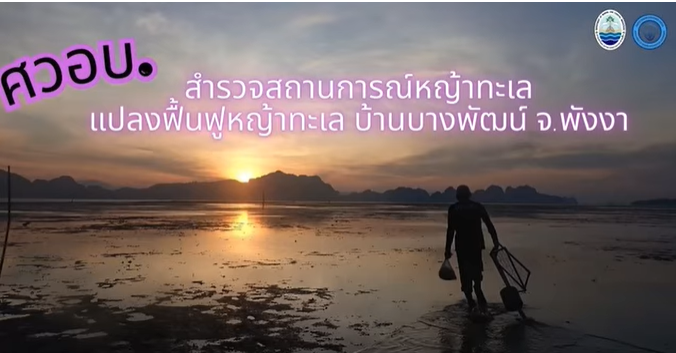 กรมทะเล สำรวจแปลงฟื้นฟูหญ้าทะเลบ้านบางพัฒน์ ติดตามสุขภาพระบบนิเวศอ่าวพังงา
