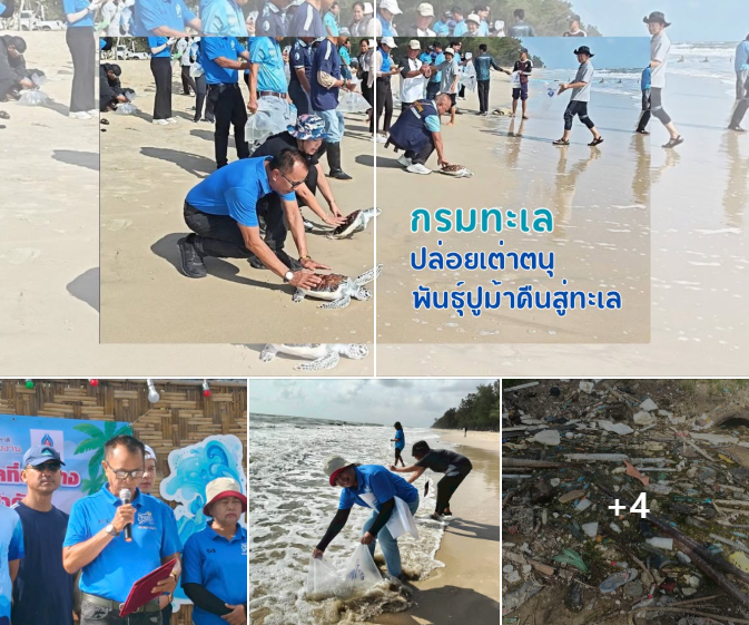 กรมทะเล จัดกิจกรรมเก็บขยะชายหาดสงขลา พร้อมปล่อยเต่าตนุ–พันธุ์ปูม้าคืนสู่ทะเล