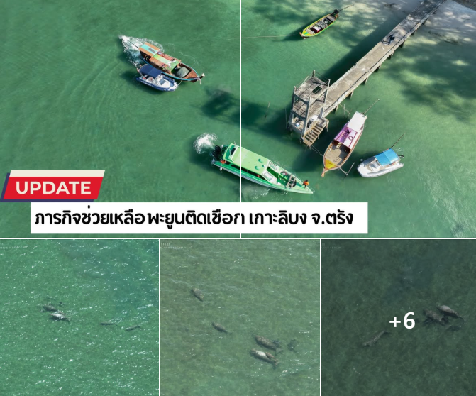 อัปเดตภารกิจช่วยเหลือพะยูนติดเชือก เกาะลิบง จ.ตรัง
