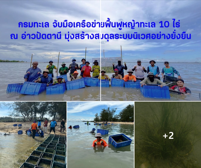 กรมทะเล จับมือเครือข่ายฟื้นฟูหญ้าทะเล 10 ไร่ ณ อ่าวปัตตานี มุ่งสร้างสมดุลระบบนิเวศอย่างยั่งยืน