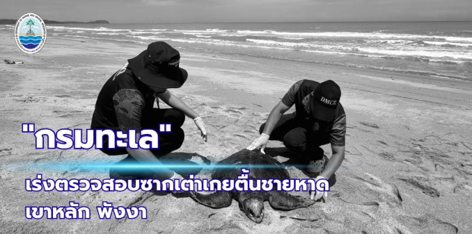 ทช. เร่งตรวจสอบซากเต่าหญ้าเกยตื้นชายหาดเขาหลัก พังงา
