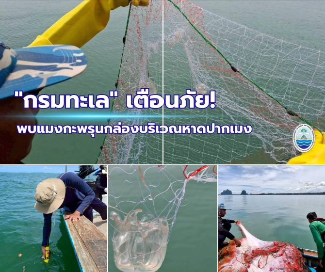 กรมทะเล เตือนภัย! พบแมงกะพรุนกล่องบริเวณหาดปากเมง จ.ตรัง