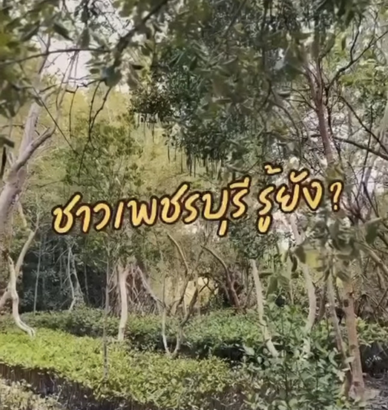 กรมทะเล โดย สทช.3 ส่วนอนุรักษ์ทรัพยากรชายฝั่ง ขอเชิญชวนชาวเพชรบุรีเข้าร่วมโครงการส่งเสริมการปลูกป่าชายเลน