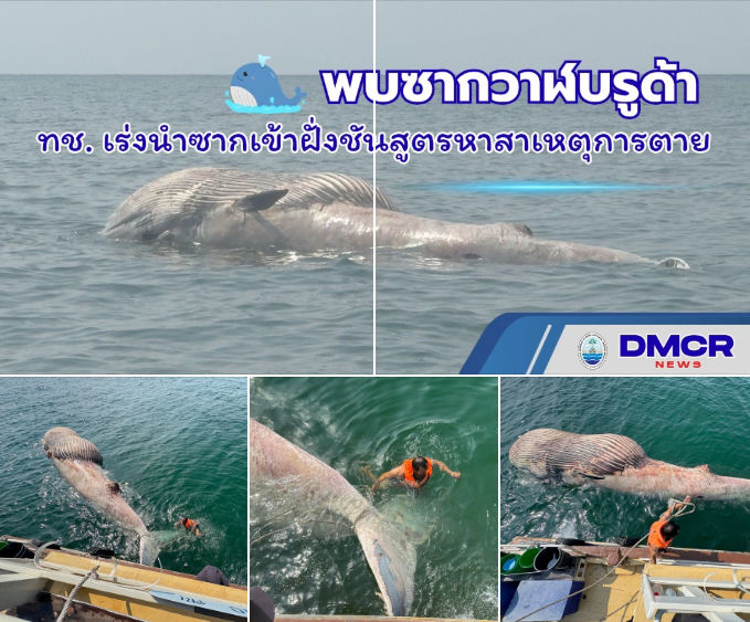 พบซากวาฬบรูด้าเพศเมีย ลอยทะเลสมุทรสาคร ทช. เร่งนำซากเข้าฝั่งชันสูตรหาสาเหตุการตาย