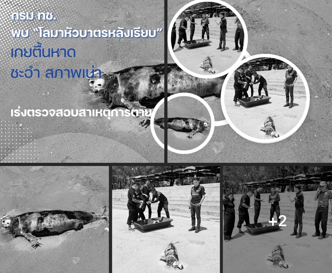 กรม ทช. พบ “โลมาหัวบาตรหลังเรียบ” เกยตื้นหาดชะอำ สภาพเน่า เร่งตรวจสอบสาเหตุการตาย