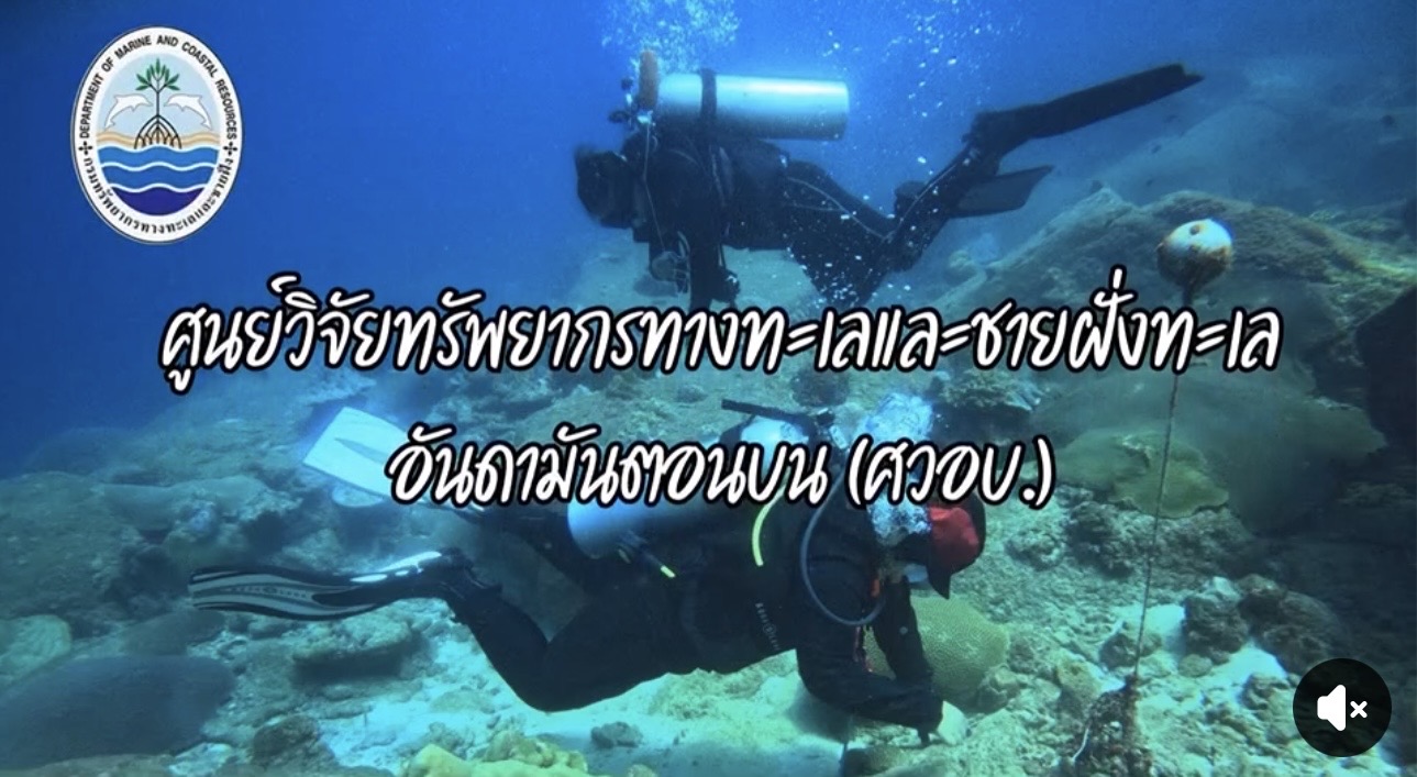 ทะเลอันดามันคึกคัก! กรมทะเล พบ “โลมากระโดด–วาฬเพชฌฆาตดำ” อวดโฉม พร้อมสัญญาณเฝ้าระวังโลกร้อน