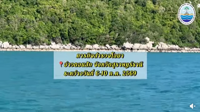 ข่าวดีทะเลไทย ทช. พบ "โลมาหลังโหนก" 6 ตัว สุขภาพแข็งแรง อวดโฉมพร้อมคู่แม่–ลูก ในอ่าวดอนสัก