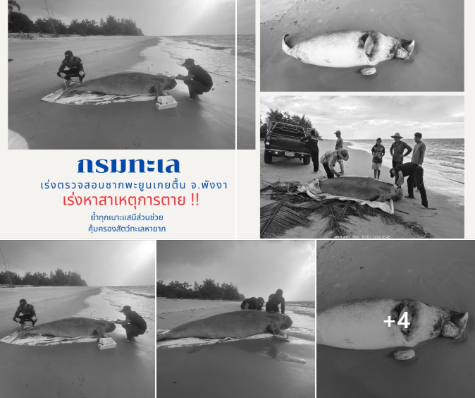 กรมทะเล เร่งตรวจสอบซากพะยูนเกยตื้น จ.พังงา เตรียมหาสาเหตุการตาย ย้ำทุกเบาะแสมีส่วนช่วยคุ้มครองสัตว์ทะเลหายาก