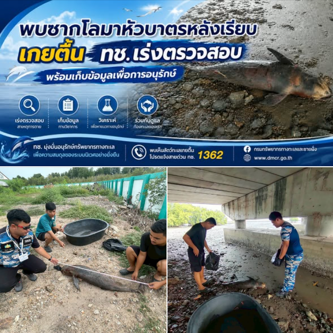 พบซากโลมาหัวบาตรหลังเรียบเกยตื้น ทช.เร่งตรวจสอบ พร้อมเก็บข้อมูลเพื่อการอนุรักษ์