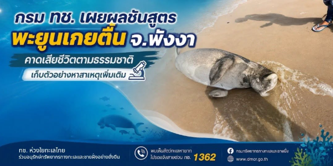 กรม ทช. เผยผลชันสูตรพะยูนเกยตื้น จ.พังงา คาดเสียชีวิตตามธรรมชาติ เก็บตัวอย่างหาสาเหตุเพิ่มเติม