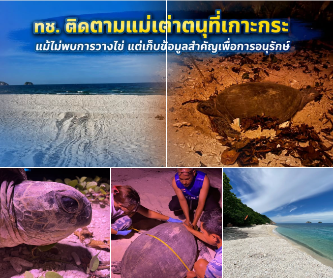 ทช. ติดตามแม่เต่าตนุที่เกาะกระ แม้ไม่พบการวางไข่ แต่เก็บข้อมูลสำคัญเพื่อการอนุรักษ์