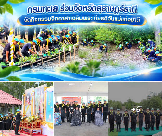กรมทะเล ร่วมจังหวัดสุราษฎร์ธานี จัดกิจกรรมจิตอาสาเฉลิมพระเกียรติวันแม่แห่งชาติ ฟื้นฟูป่าชายเลนและอนุรักษ์ระบบนิเวศชายฝั่ง