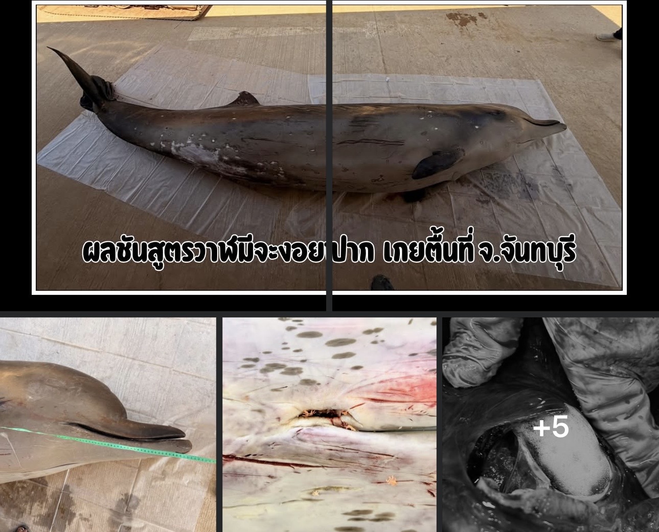 กรมทะเล เผยผลชันสูตรซากวาฬมีจะงอยปาก หลังพบเกยตื้นที่ จ.จันทบุรี