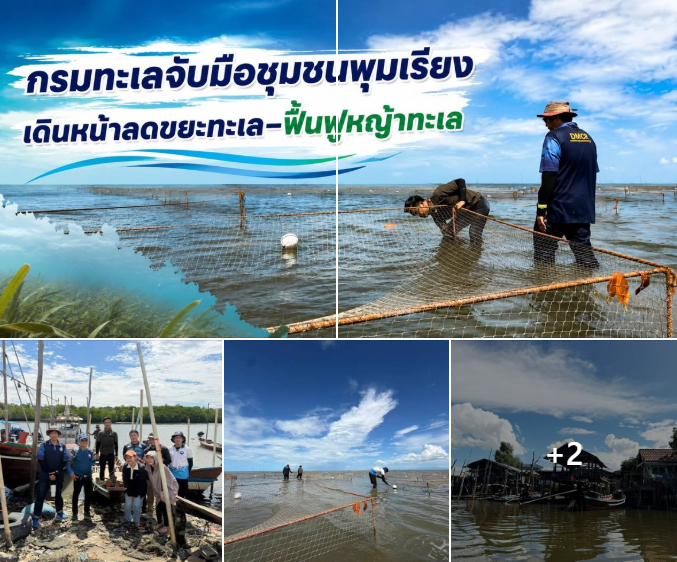 กรมทะเลจับมือชุมชนพุมเรียง เดินหน้าลดขยะทะเล–ฟื้นฟูหญ้าทะเล สร้างระบบนิเวศชายฝั่งให้กลับมาอุดมสมบูรณ์
