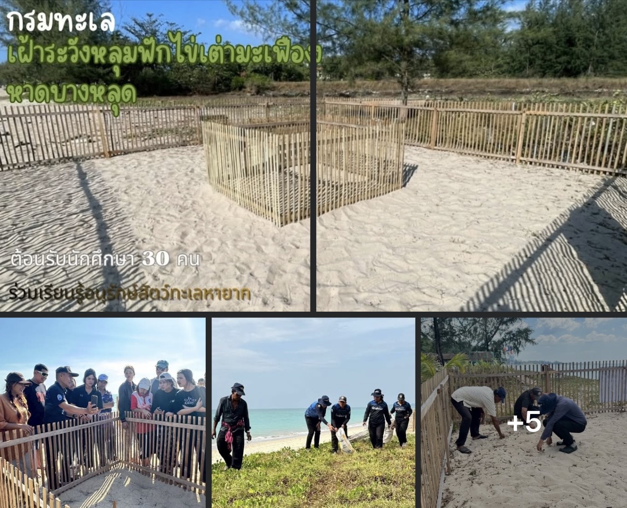 กรมทะล เฝ้าระวังหลุมฟักไข่เต่ามะเฟืองหาดบางหลุด ต้อนรับนักศึกษา 30 คน ร่วมเรียนรู้อนุรักษ์สัตว์ทะเลหายาก