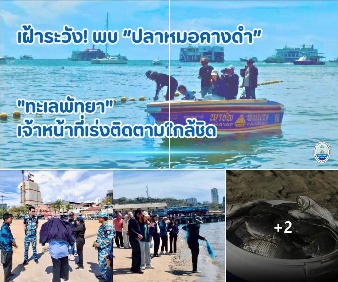 เฝ้าระวัง! พบ “ปลาหมอคางดำ” ในทะเลพัทยา เจ้าหน้าที่เร่งติดตามใกล้ชิด