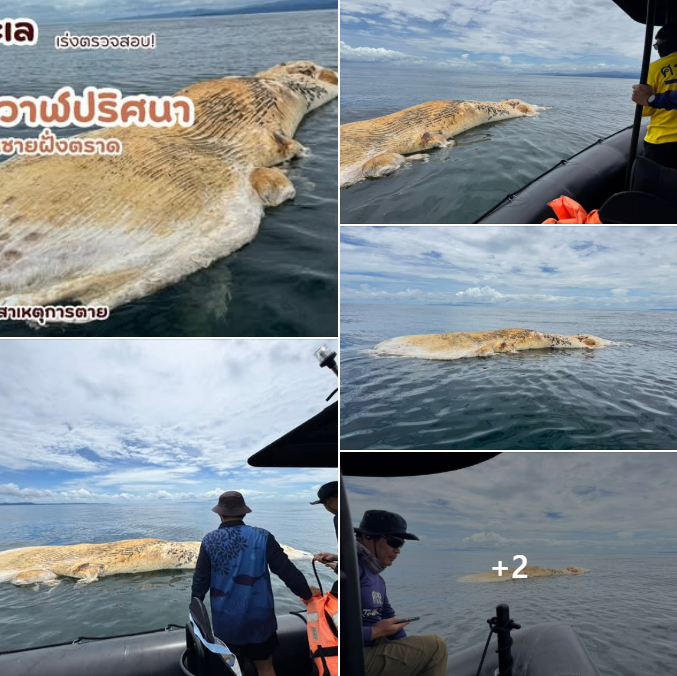 กรมทะเลเร่งตรวจสอบ! พบซากวาฬปริศนาเกยตื้นชายฝั่งตราด เตรียมชันสูตรหาสาเหตุการตาย