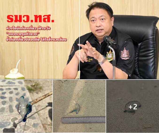 รมว.ทส. ห่วงใยนักท่องเที่ยว เฝ้าระวัง “แมงกะพรุนหัวขวด” ย้ำท่องเที่ยวปลอดภัย ใส่ใจสิ่งแวดล้อม