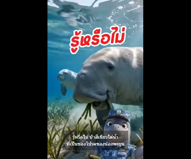 กรมทะเลฯ เฝ้าระวังพะยูนเกาะปู จ.กระบี่ เดินหน้าคุ้มครองสัตว์ทะเลหายากและแหล่งหญ้าทะเล