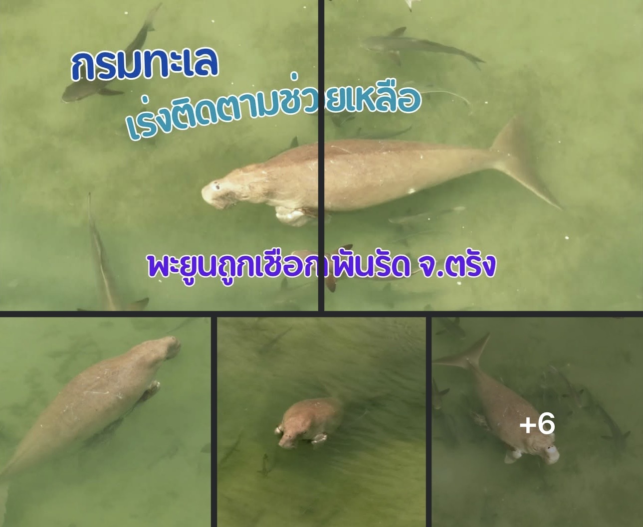 กรมทะเล เร่งติดตามช่วยเหลือ "พะยูนถูกเชือกพันรัด" บริเวณเกาะลิบง จ.ตรัง
