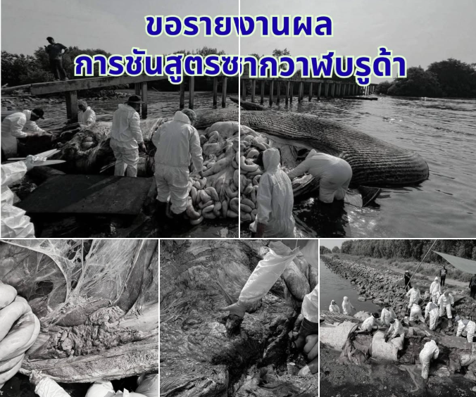 กรมทะเลและชายฝั่ง ขอรายงานผลการชันสูตรซากวาฬบรูด้าเกยตื้น จังหวัดสมุทรสาคร
