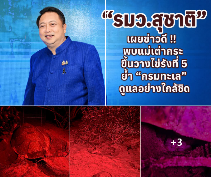 รมว.สุชาติ เผยข่าวดี พบแม่เต่ากระขึ้นวางไข่รังที่ 5 ย้ำ “กรมทะเล” ดูแลอย่างใกล้ชิด