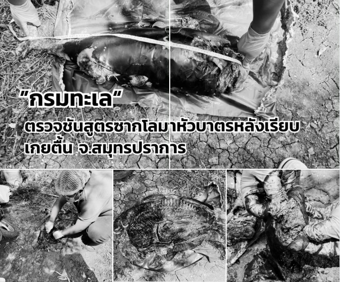 กรมทะเล ตรวจชันสูตรซากโลมาหัวบาตรหลังเรียบเกยตื้น จ.สมุทรปราการ ไม่สามารถระบุสาเหตุการตายได้เนื่องจากสภาพซากเน่าเปื่อย