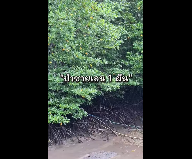เมื่อป่าชายเลนไม่ได้เป็นเพียงผืนป่า…แต่คือ “ทรัพย์สินของธรรมชาติ” ที่สร้างคุณค่าให้โลกและชุมชน