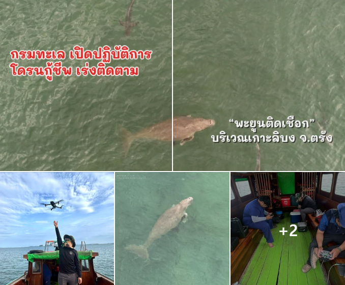 กรมทะเล เปิดปฏิบัติการโดรนกู้ชีพ เร่งติดตาม “พะยูนติดเชือก” บริเวณเกาะลิบง จ.ตรัง พบแผลบาดลึกแต่ยังแข็งแรง เตรียมผนึกกำลังผู้เชี่ยวชาญเข้าช่วยเหลือด่วน