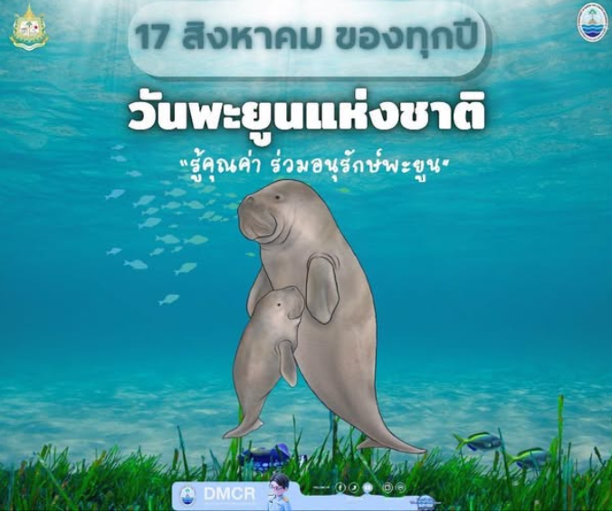 17 สิงหาคม 2569 “วันอนุรักษ์พะยูนแห่งชาติ”