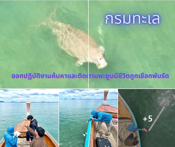 กรมทะเลชายฝั่ง ออกปฏิบัติงานค้นหาและติดตามพะยูนมีชีวิตถูกเชือกพันรัดอย่างต่อเนื่อง