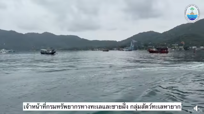 กรมทะเล โดยเจ้าหน้าที่กลุ่มสัตว์ทะเลหายากและใกล้สูญพันธุ์ ศูนย์วิจัยทรัพยากรทางทะเลและชายฝั่งอ่าวไทยตอนกลาง (ศวทก.)ได้รับการประสานจากเครือข่ายสัตว์ทะเลหายากในพื้นที่เกาะเต่า อำเภอเกาะพะงัน จังหวัดสุราษฎร์ธานี ว่าเต่าตนุบาดเจ็บที่มีการติดตามอาการตั้งแต่ปี 2568