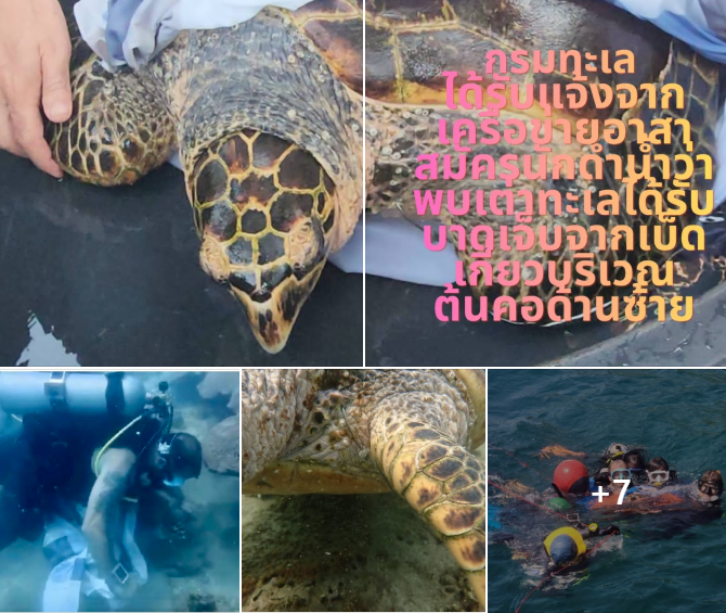 กรมทะเลชายฝั่ง ได้รับแจ้งจากเครือข่ายอาสาสมัครนักดำน้ำว่า พบเต่าทะเลได้รับบาดเจ็บจากเบ็ดเกี่ยวบริเวณต้นคอด้านซ้าย