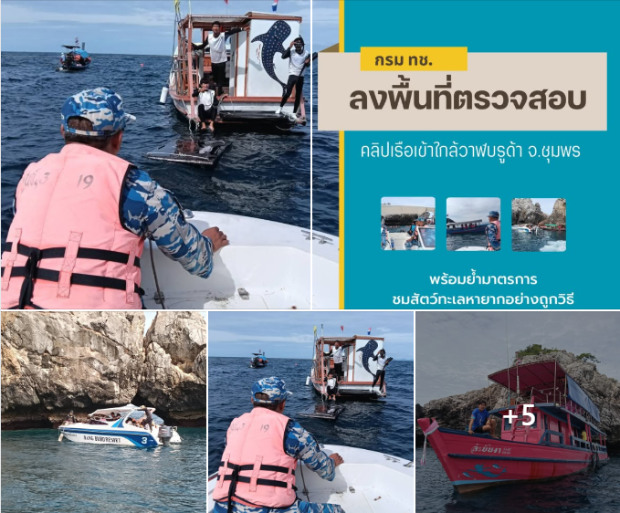 กรม ทช. เข้าตรวจสอบ คลิปเรือเข้าใกล้วาฬบรูด้า จ.ชุมพร พร้อมย้ำมาตรการชมสัตว์ทะเลหายากอย่างถูกวิธี
