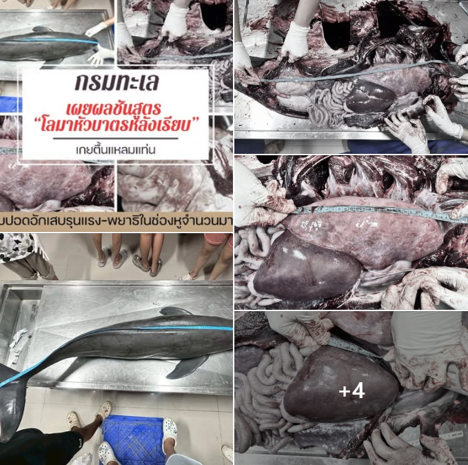 กรมทะเล เผยผลชันสูตร “โลมาหัวบาตรหลังเรียบ” เกยตื้นแหลมแท่น พบปอดอักเสบรุนแรง-พยาธิในช่องหูจำนวนมาก