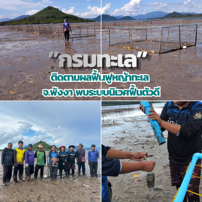 กรมทะเล ติดตามผลฟื้นฟูหญ้าทะเล จ.พังงา พบระบบนิเวศฟื้นตัวดี