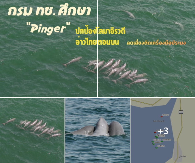 กรม ทช. ศึกษา “Pinger” ปกป้องโลมาอิรวดีอ่าวไทยตอนบน ลดเสี่ยงติดเครื่องมือประมง