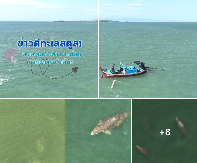 ข่าวดีทะเลสตูล! พบพะยูน 11 ตัว มากที่สุดเท่าที่เคยเจอในพื้นที่