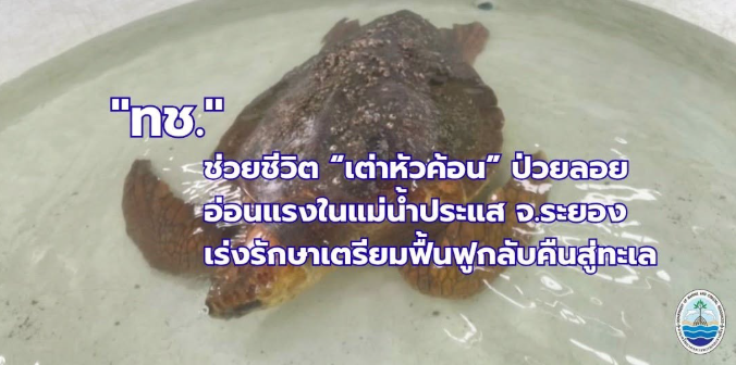 ช่วยชีวิต “เต่าหัวค้อน” ป่วยลอยอ่อนแรงในแม่น้ำประแส จ.ระยอง เร่งรักษาเตรียมฟื้นฟูกลับคืนสู่ทะเล