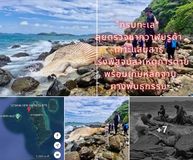 กรมทะเล ลุยตรวจซากวาฬบรูด้าเกาะแสมสาร เร่งพิสูจน์สาเหตุการตาย พร้อมเก็บหลักฐานทางพันธุกรรม