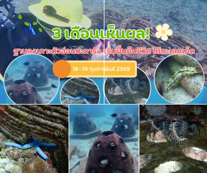 3 เดือนเห็นผล! ฐานลงเกาะตัวอ่อนปะการัง “อ่าวสยาม เกาะราชาใหญ่” เริ่มฟื้นคืนชีวิต ใต้ทะเลภูเก็ต