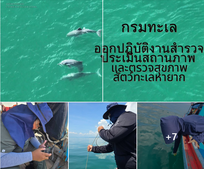 กรมทะเลชายฝั่ง ออกปฏิบัติงานสำรวจ ประเมินสถานภาพ และตรวจสุขภาพสัตว์ทะเลหายาก