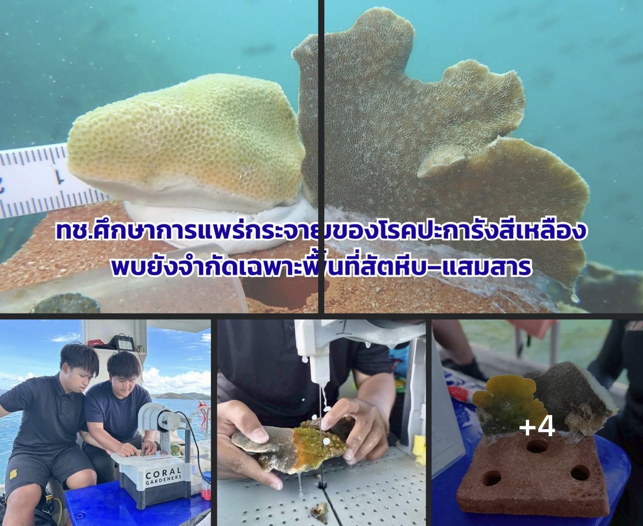 ทช.ศึกษาการแพร่กระจายของโรคปะการังสีเหลือง พบยังจำกัดเฉพาะพื้นที่สัตหีบ–แสมสาร