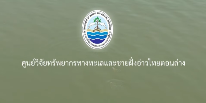 กรมทะเล เผยผลสำรวจพบ “โลมาอิรวดี” ฝูงใหญ่สุขภาพดี สะท้อนความสมบูรณ์และการฟื้นตัวของระบบนิเวศ