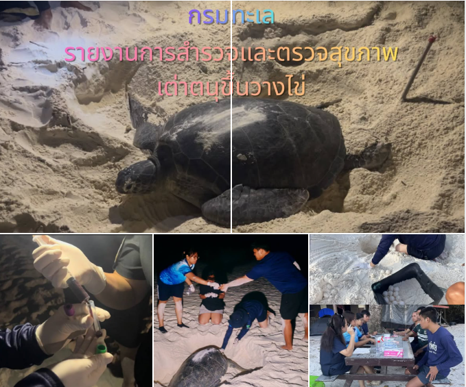 กรมทะเลชายฝั่ง ดำเนินการสำรวจและตรวจสุขภาพเต่าตนุขึ้นวางไข่ จ.พังงา