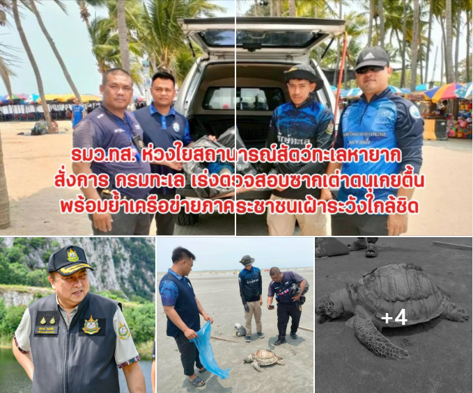 รมว.ทส. ห่วงใยสถานการณ์สัตว์ทะเลหายาก สั่งการ กรมทะเล เร่งตรวจสอบซากเต่าตนุเกยตื้น พร้อมย้ำเครือข่ายภาคประชาชนเฝ้าระวังใกล้ชิด