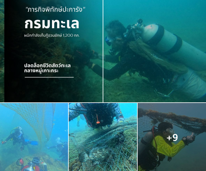 กรมทะเล ผนึกกำลังเก็บกู้อวนยักษ์ 1,200 กก. ปลดล็อกชีวิตสัตว์ทะเลกลางหมู่เกาะกระ