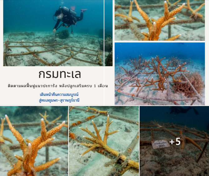 กรมทะเล ติดตามผลฟื้นฟูแนวปะการัง หลังปลูกเสริมครบ 1 เดือน เดินหน้าคืนความสมบูรณ์สู่ทะเลชุมพร–สุราษฎร์ธานี