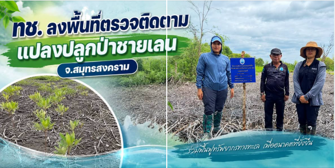 ทช. ลงพื้นที่ตรวจติดตามแปลงปลูกป่าชายเลน จ.สมุทรสงคราม